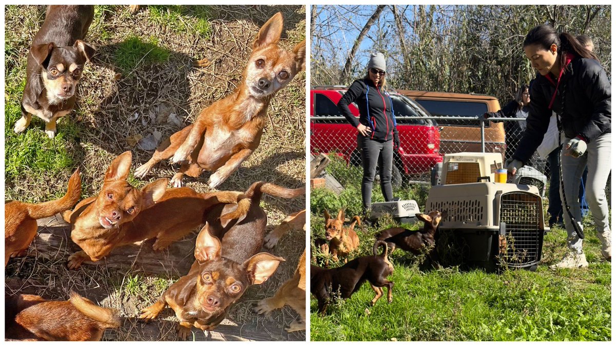 Death Obituary News "21 ChihuahuaMix Dogs Rescued in Bellmead