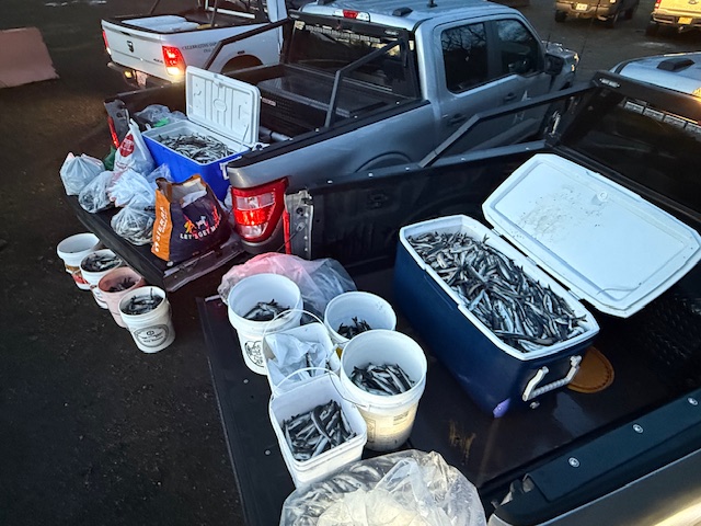 2,500 Pounds of Illegally Caught Smelt Seized in Shocking Raid!