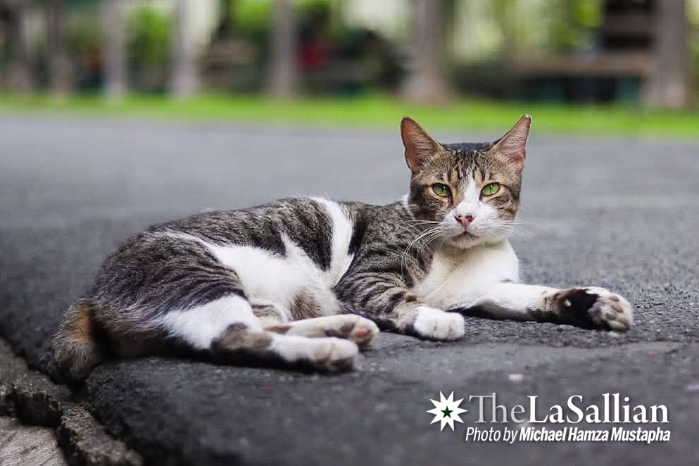 Beloved DLSU Cat Hans Solo Killed in Shocking Road Tragedy!