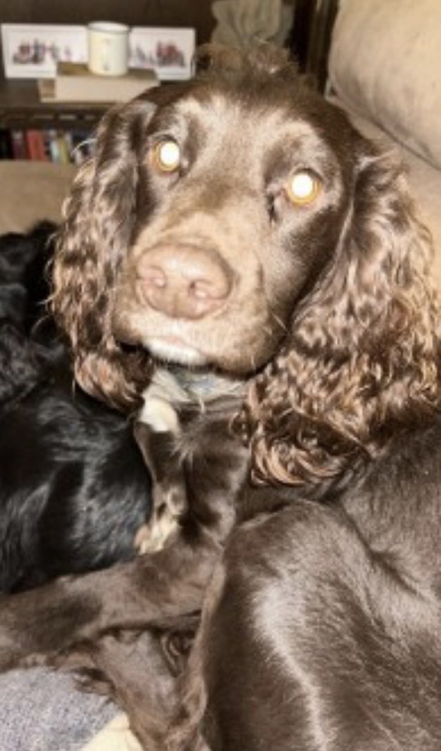 Breaking: Cocker Spaniel Oscar Vanishes—Community in Uproar!