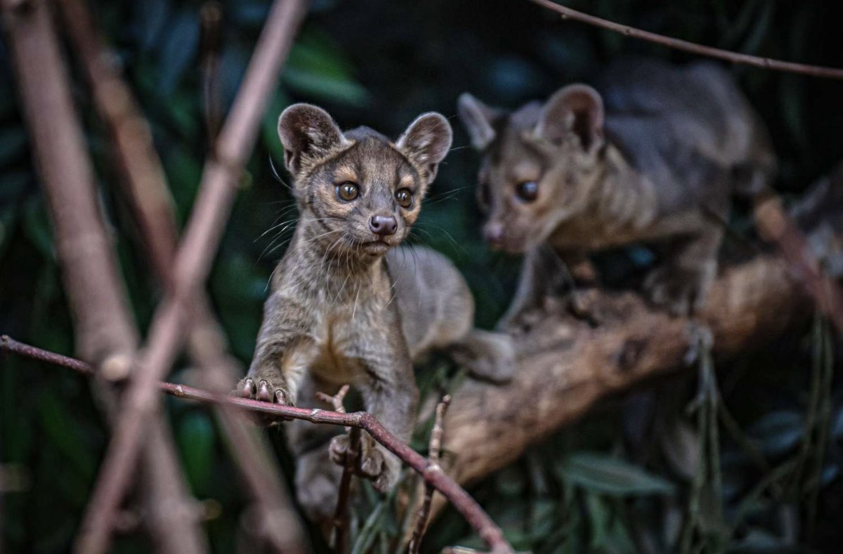 🚨Breaking🚨: Controversial $FOSSA Giveaway Sparks Outrage Among Crypto Fans!
