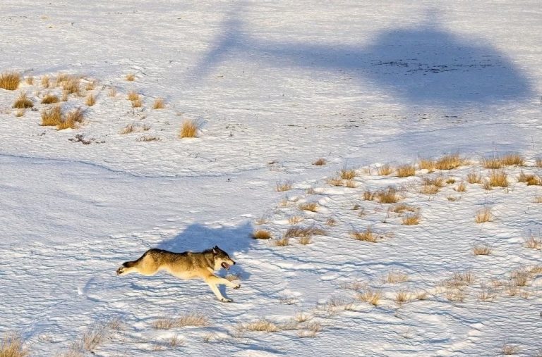 Canada's Wolf Killed in Wyoming: A Shocking Act of State-Sanctioned Cruelty!