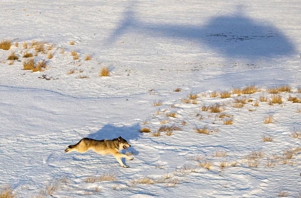 Canada's Wolf Killed in Wyoming: A Shocking Act of State-Sanctioned Cruelty!
