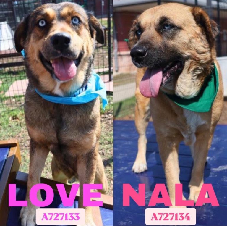 Critical Emergency: 2 Beloved Shepherds Face Death in Texas Shelter!