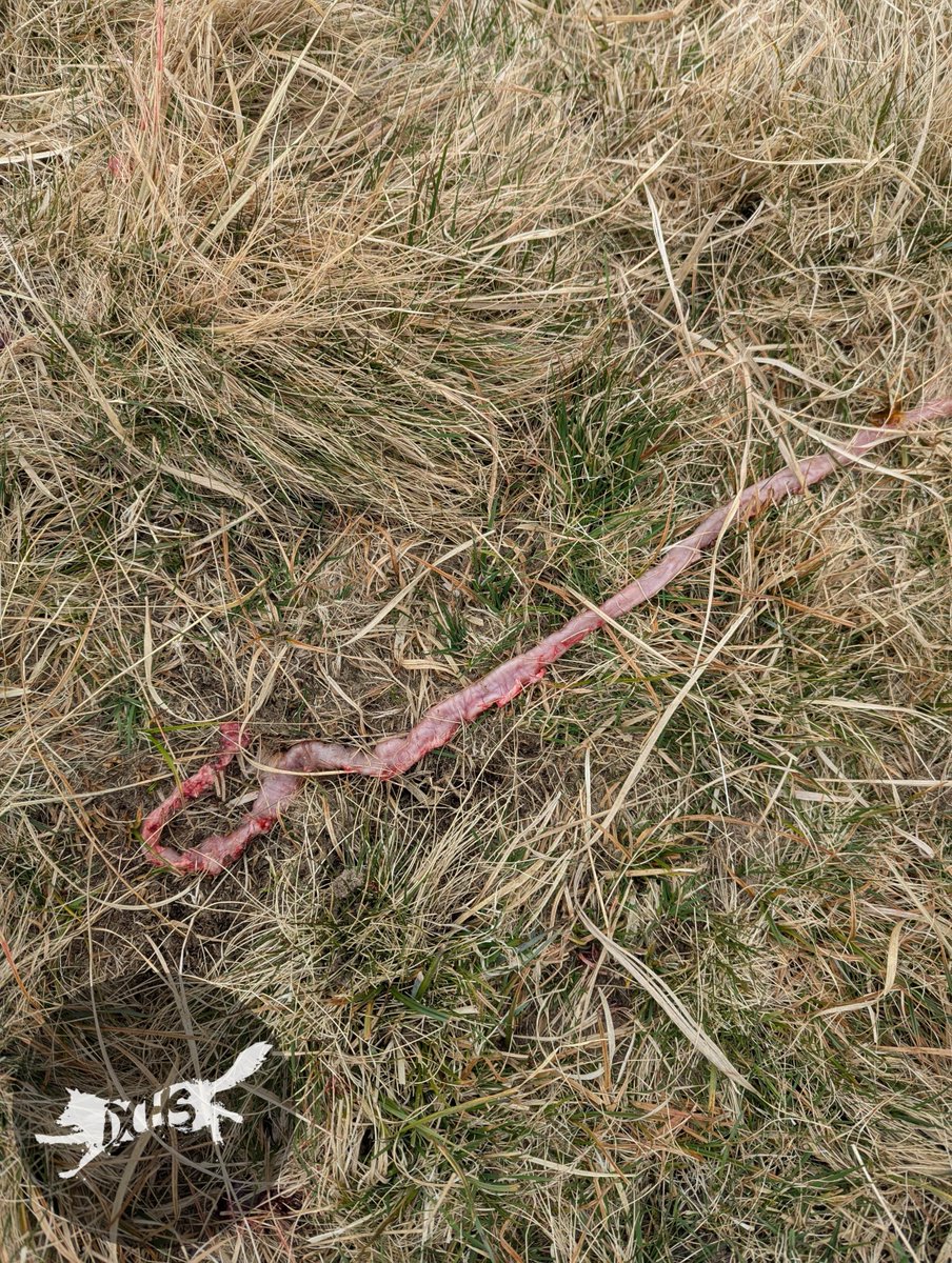 Dartmoor Hunt Kills in Front of Sabs: Outrage Erupts!
