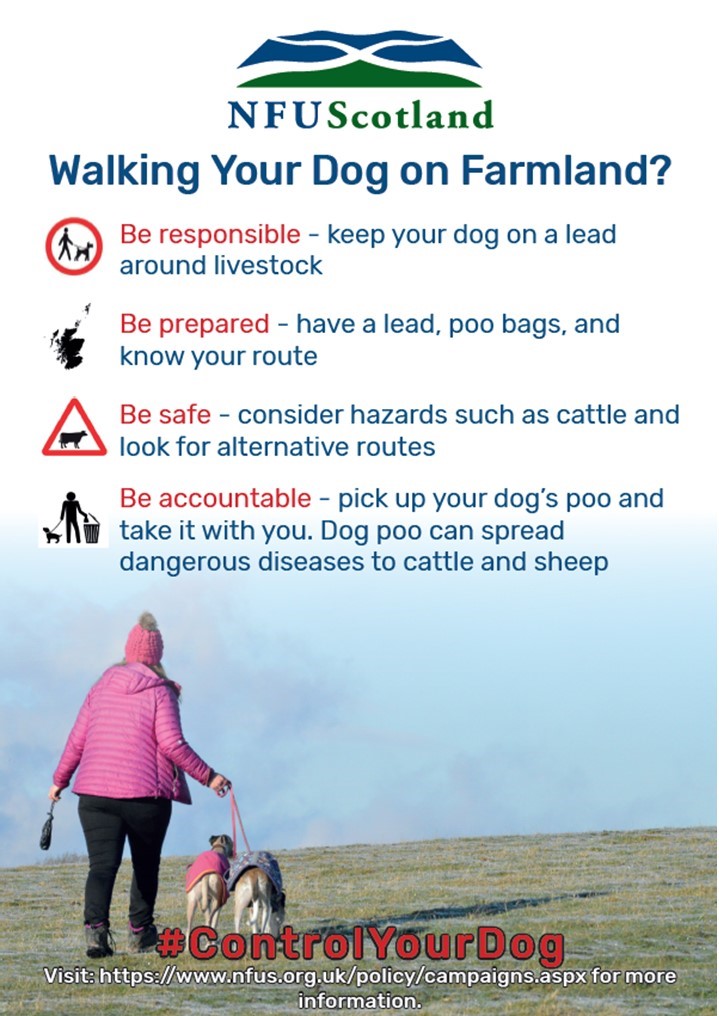 Dog Owners Beware: £40,000 Fine for Lambing Season Lapses!