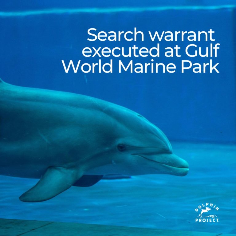 Florida Dolphins Dead: Investigation Sparks Outrage and Questions!