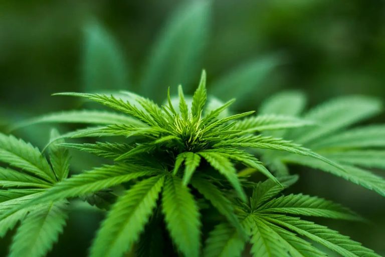 Florida's Shocking Cease-and-Desist: Weed Amendment Under Fire!