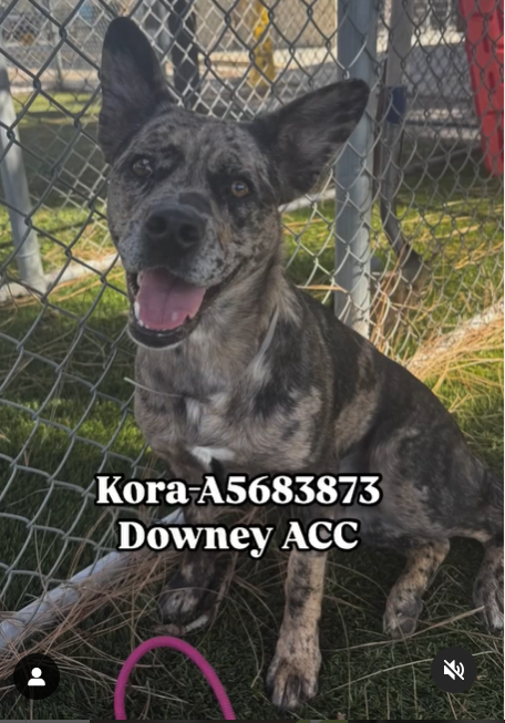 Heartbreaking Rescue: Gorgeous KORA Deserves Better Than Kennels!
