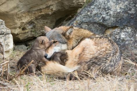 Idaho's Wolves Face Year-Round Hunting: Is Tradition Justified?