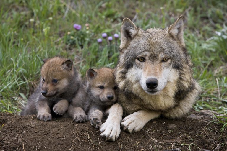 Montana Ranchers Blame Wolves for Cattle Loss Amid Cold Neglect!