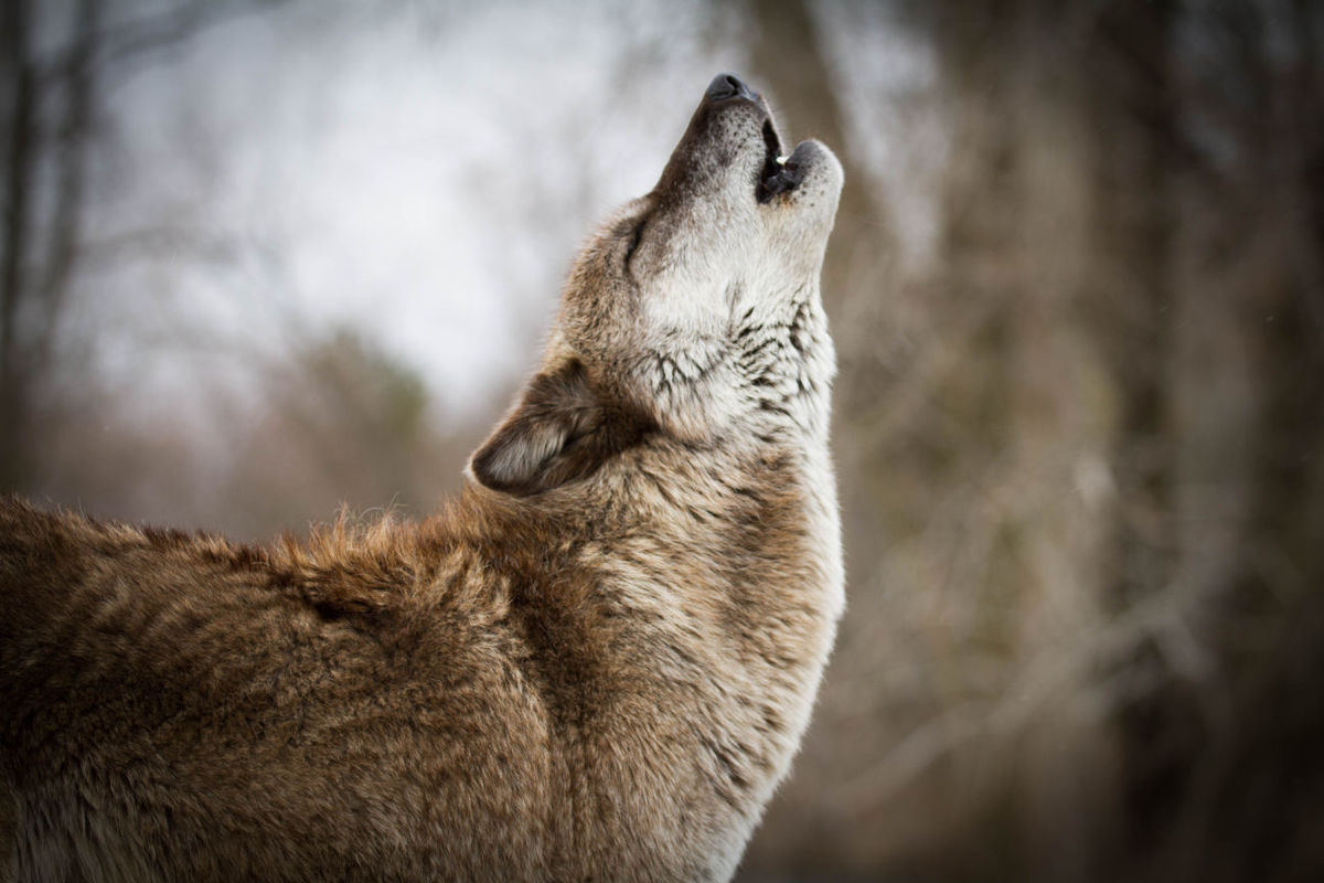 Montana's Wolves: Scapegoats Amidst Livestock Killings Surge!