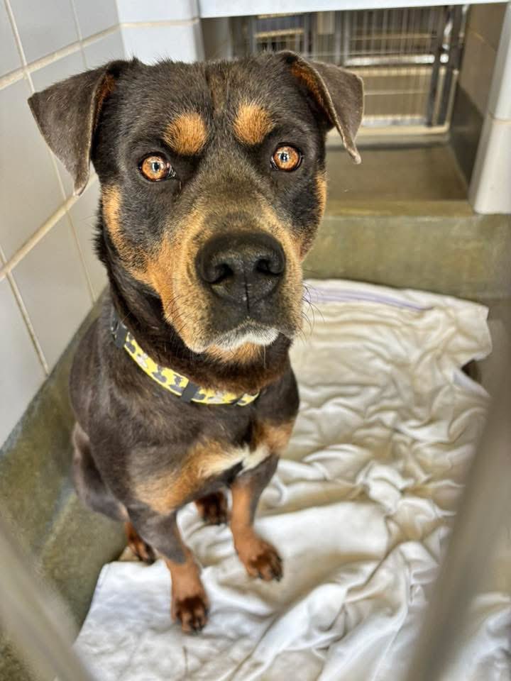 🆘 OUTRAGE: Handsome Rottweiler Faces Death Tomorrow in Texas! 💔