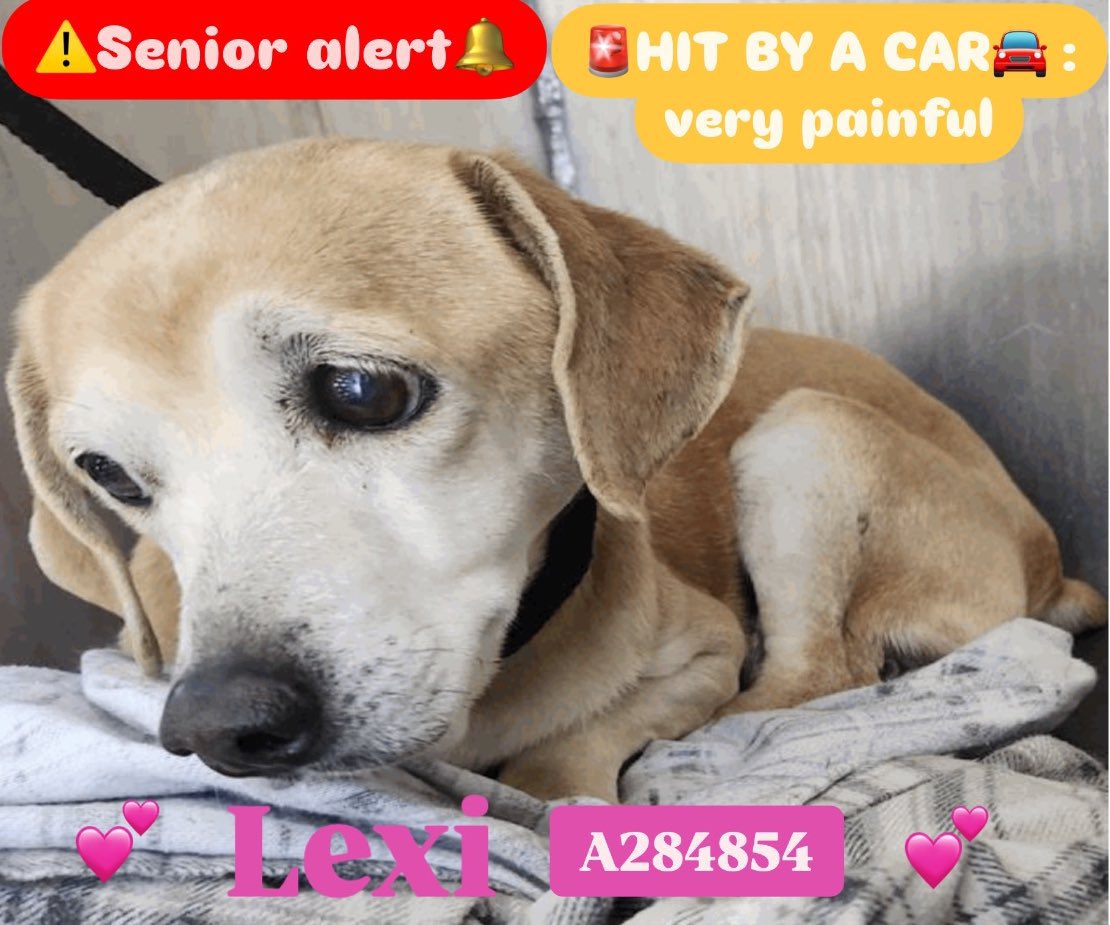 OUTRAGE: Senior Beagle Lexi Faces Euthanasia Tomorrow in Texas!