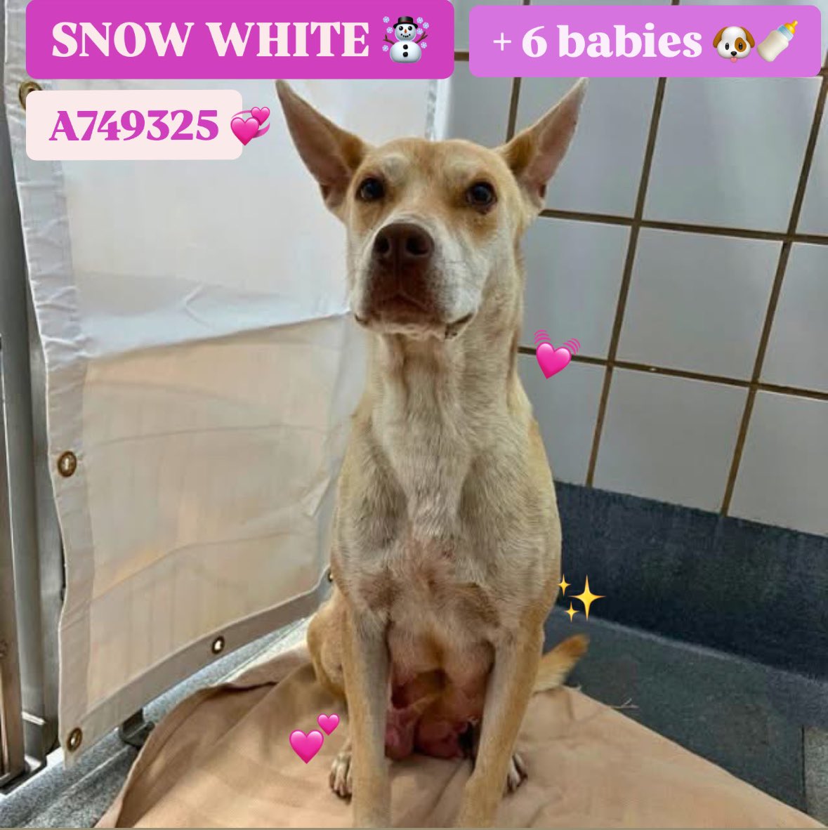 Outrage Erupts as Beautiful Dog Mom & Puppies Face Execution!