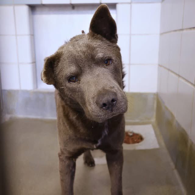 🚨 Outrage! Injured Dog Bear Faces Death Tomorrow in San Antonio! 🐾