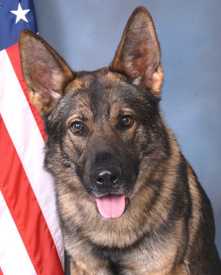 Outrage as K-9 Hero Alekk Dies: Police Blame 'Unforgivable' Care?