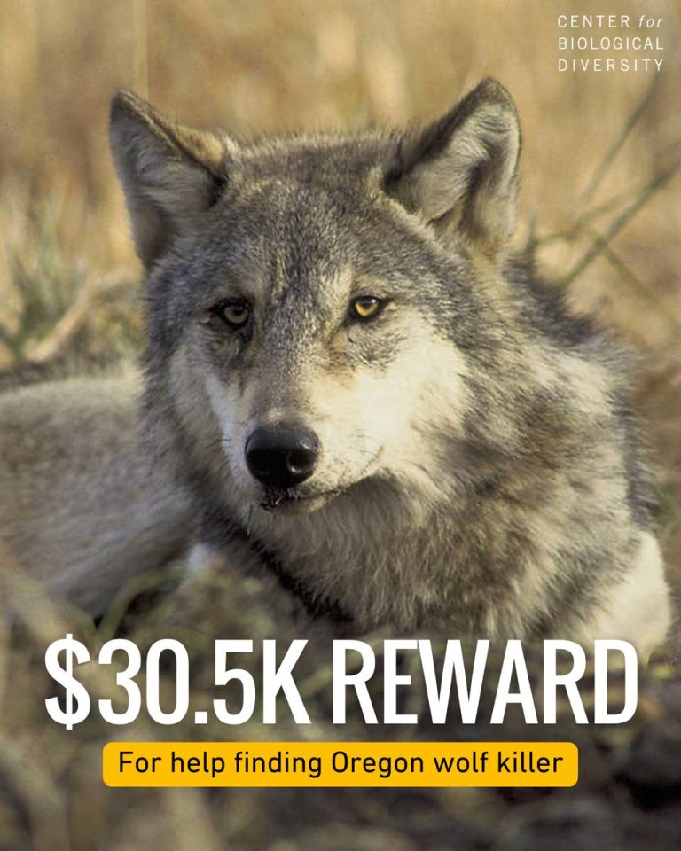 Outrage as Oregon's Metolius Wolf Pack Male Found Dead!  
Reward Offered for Info on Killing of Federally Protected Species