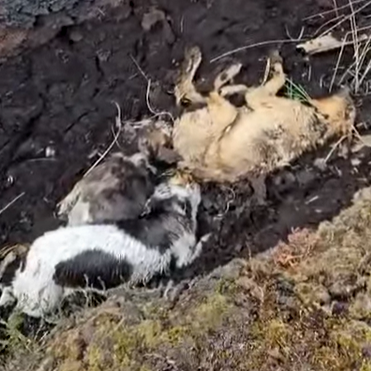 Outrage in Westmeath: 3 Dogs Found Shot and Dumped in Bog!