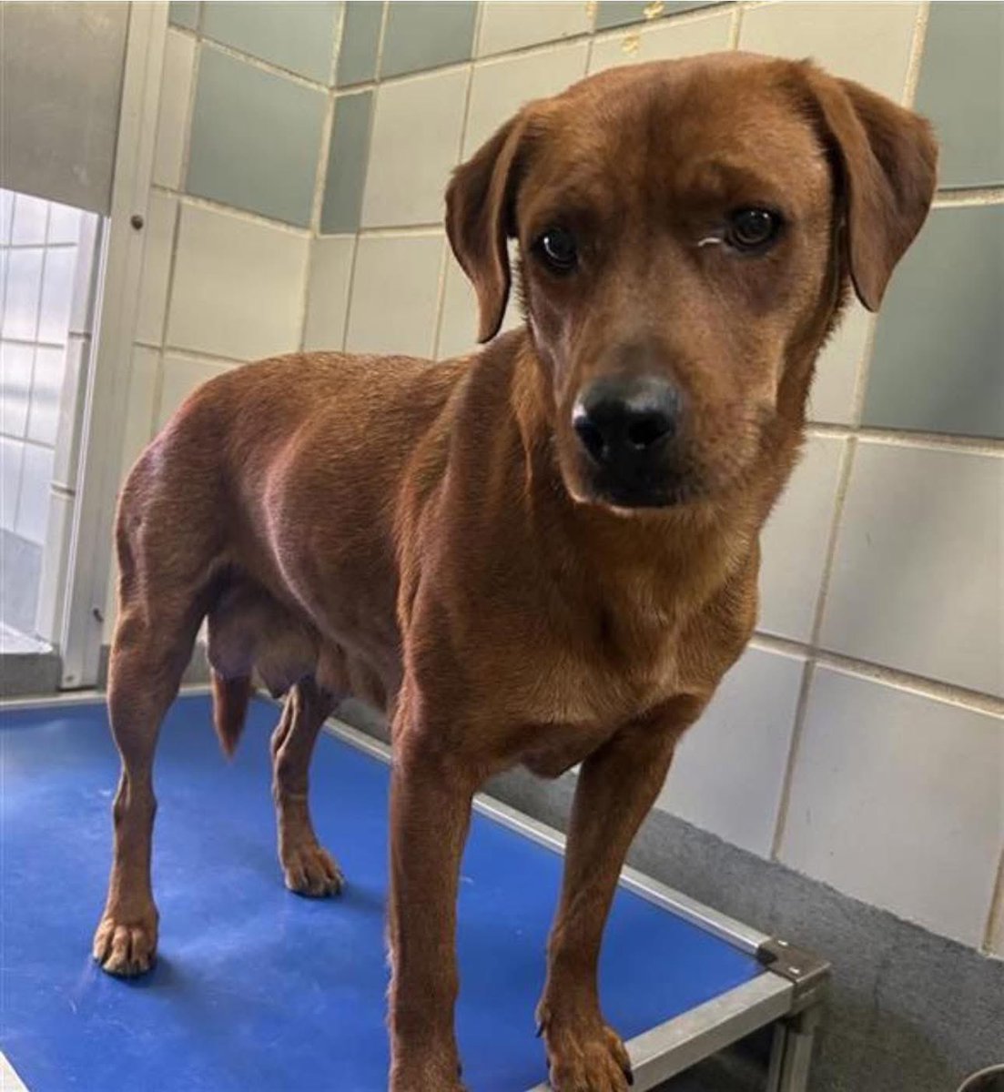 PREGNANT DOG LOLA FACING EUTHANASIA TOMORROW IN SAN ANTONIO!