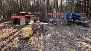 Shocking Discovery: Massachusetts Man Charged with 96 Animal Cruelty Counts!