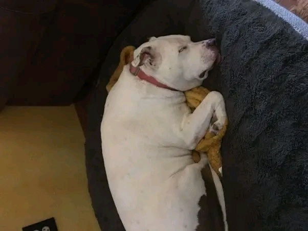Texas Dog Left Behind Sparks Controversy: Sheriff Almost Shoots!