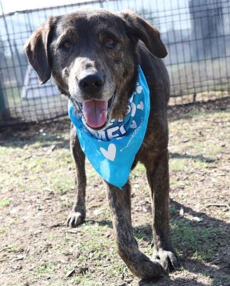 🆘 URGENT: 10-Year-Old Dog Apollo Faces Euthanasia Tomorrow! ❤️h3SANANTONIOh3 #TEXAS‼️
