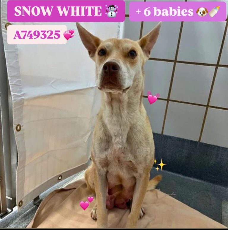 URGENT: 3-Year-Old Dog and Puppies Face Imminent Euthanasia!