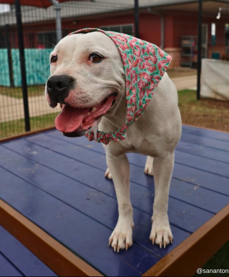 🚨 URGENT: Sweet Dog Wilma Louise Faces Death in San Antonio! 💔