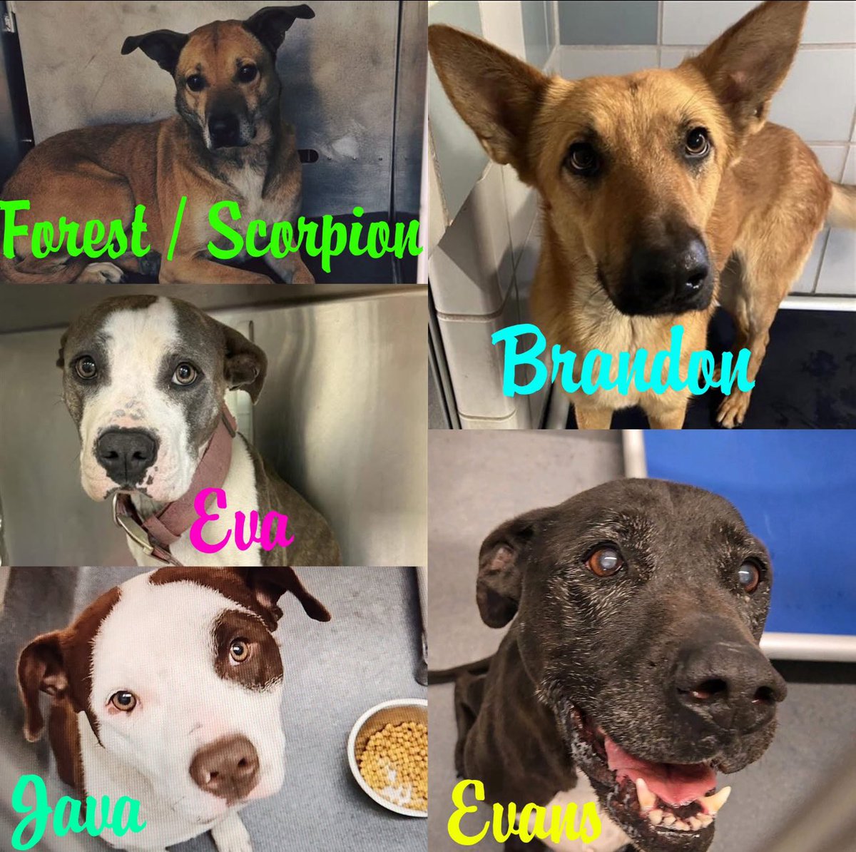 Urgent: 10 Dogs Face Execution Today at San Antonio ACS! Act Now!