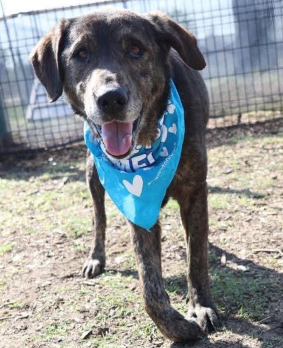Urgent: 10-Year-Old Apollo Faces Euthanasia in San Antonio!