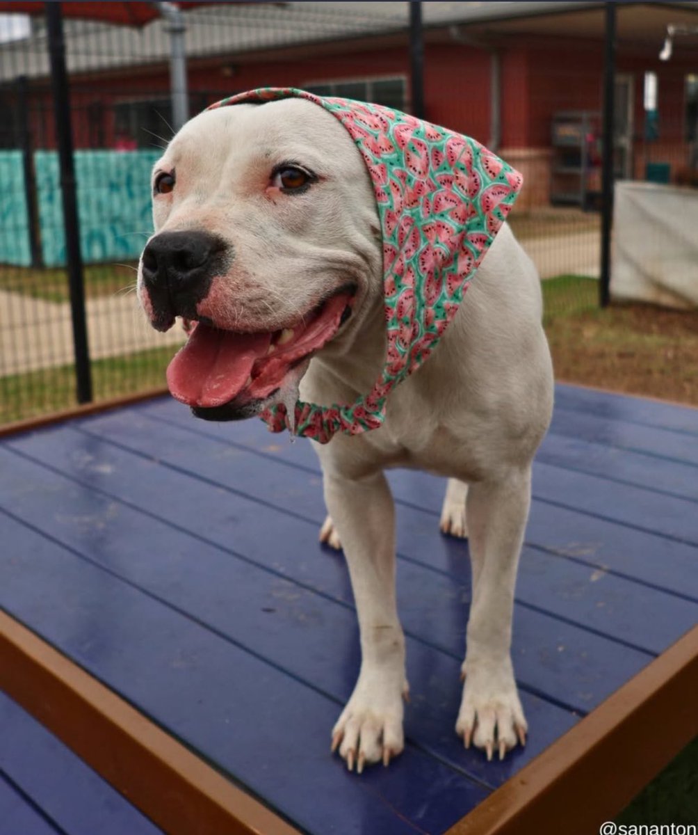 Urgent: 2-Year-Old Dog's Life on the Line Amid Shelter Crisis!