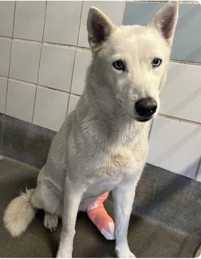 Urgent: 2-Year-Old Husky Faces Death in Full Shelter Crisis!