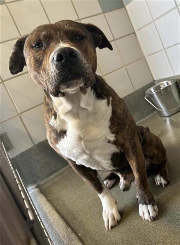 Urgent: Handsome Amstaff Gotti Faces Death Tomorrow in Texas!