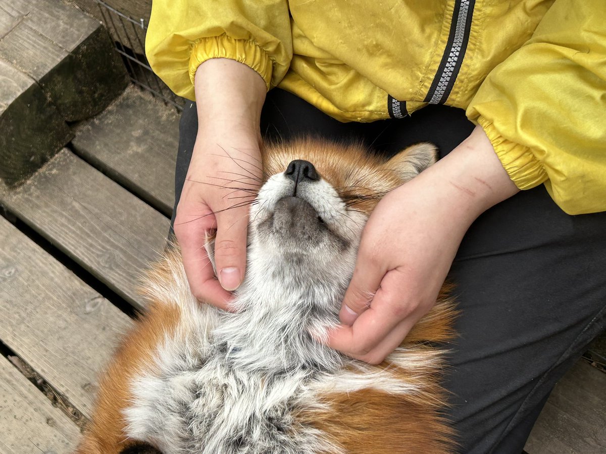 キタキツネのホクちゃん、スタッフに催促！？