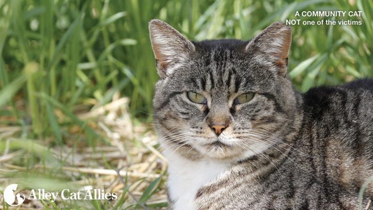 Alley Cat Allies Offers $10K Reward for Cat Poisoning Case!