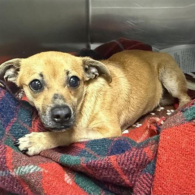 🆘🚨BREAKING: Injured Dog Craine #A745823 Faces Euthanasia in Texas!