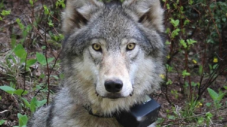 Breaking! Mexican Gray Wolf “Ella” Mysteriously Found Dead! 💔🐺