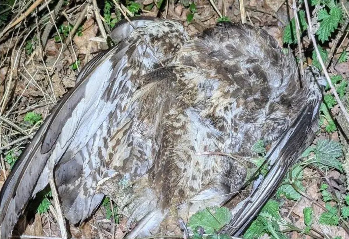Buzzard Found Shot Dead in Wolverhampton: A Shocking Crime!