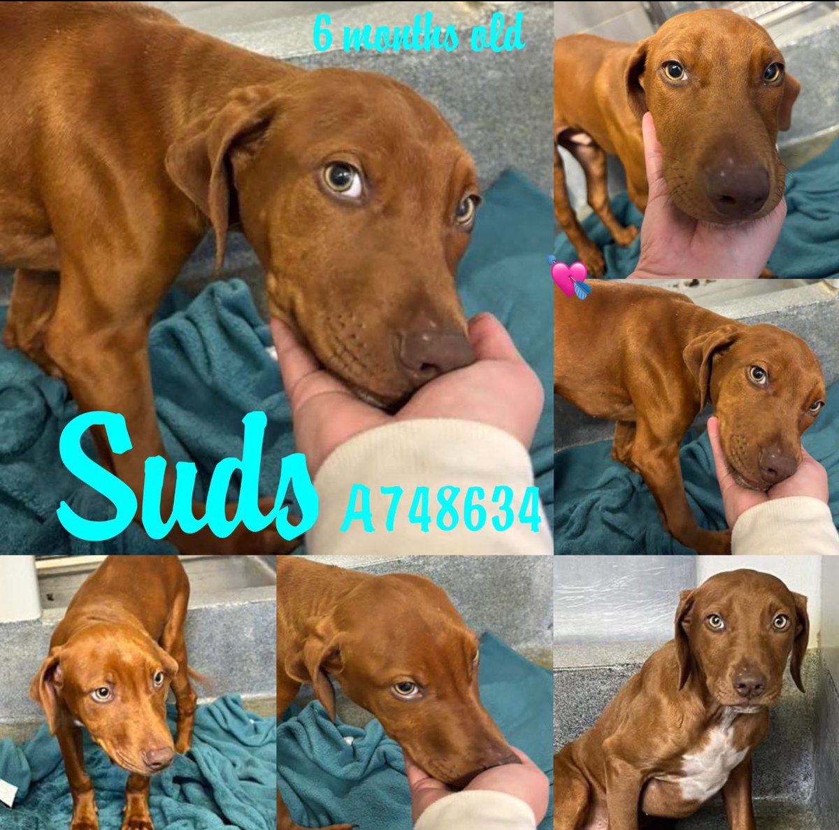 CRITICALLY URGENT: 6-Month-Old Puppy Faces Execution in Texas Shelter!