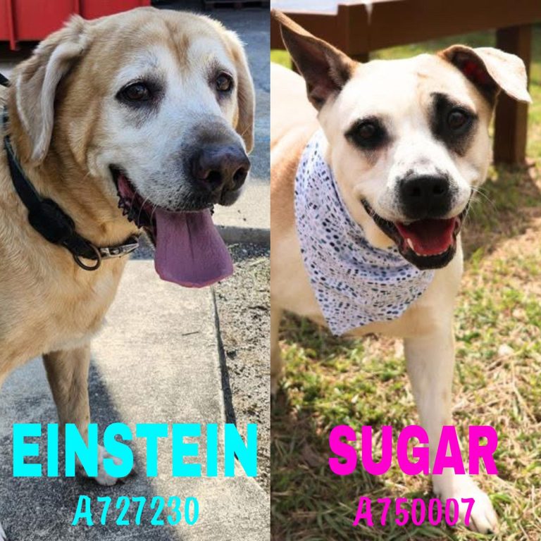 🆘 CUTE #SENIORDOGS TO BE KILLED TOMORROW IN SAN ANTONIO‼️
