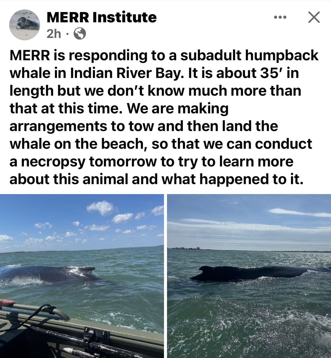 Dead Humpback Whale Found in Delaware: What It Reveals About Us