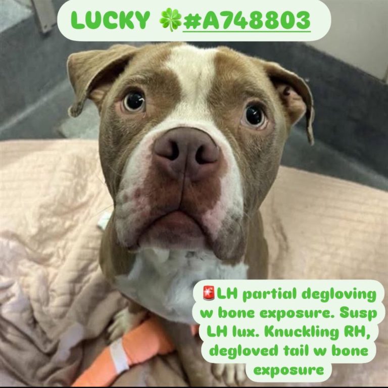 Emergency: 2-Year-Old Dog Lucky Set for Euthanasia in Texas!