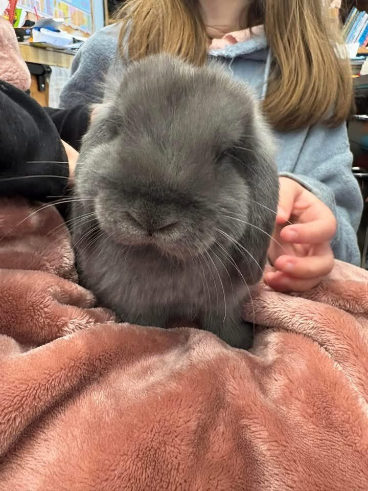 Heartbreak as Church Event Bunny Stolen: Community in Shock!