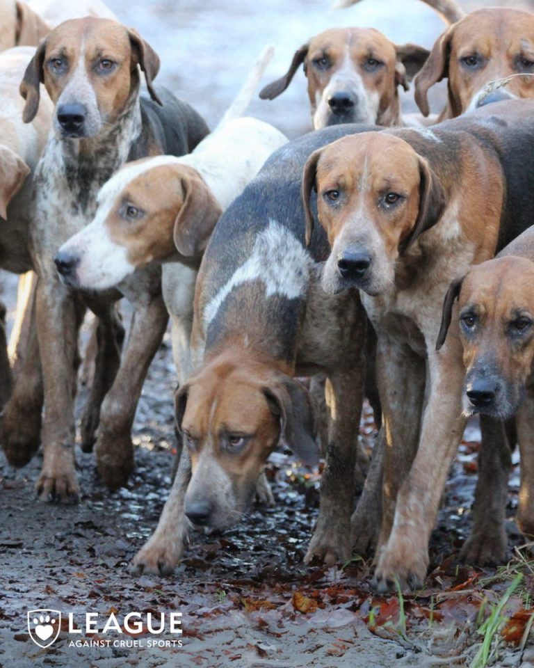 Hounds Killed by Train After Chasing Fox: Outrage Ensues!