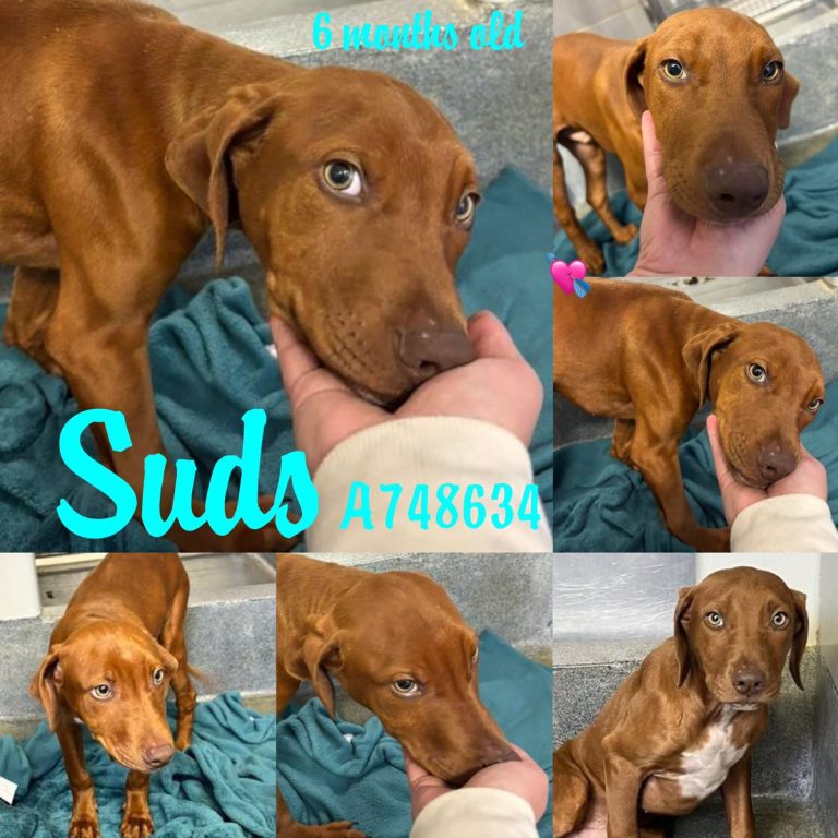 Outrage as 6-Month-Old Puppy Faces Euthanasia in Texas! 💔