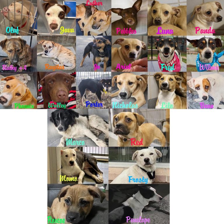 Outrage in Texas: 28 Dogs Scheduled for Execution Today!