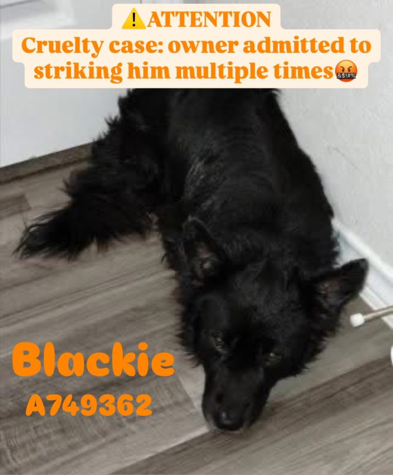 🆘 Owner Admits Hitting Dog; Innocent Pup Faces Death Tomorrow! 😡
