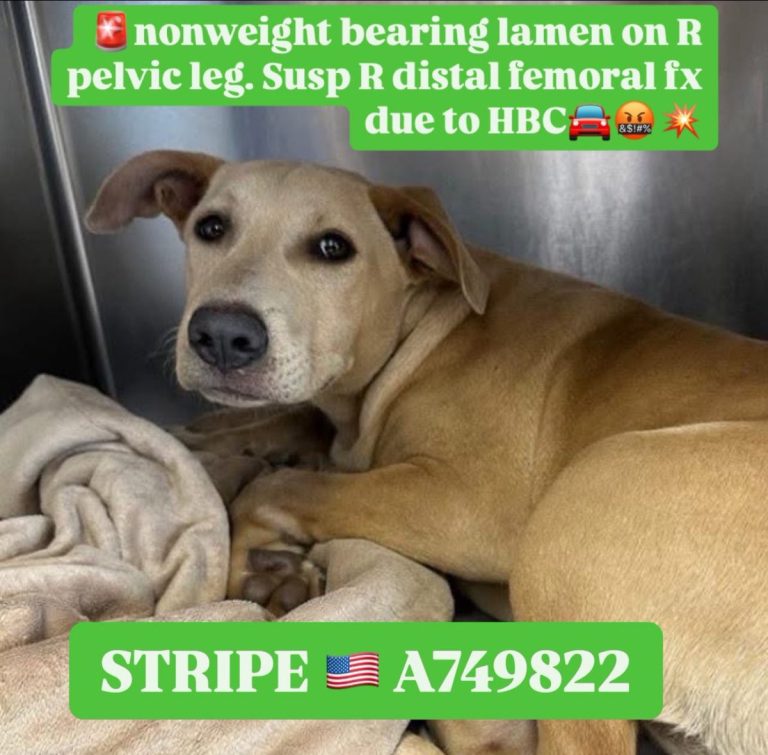 URGENT: 11-Month-Old Puppy Set for Euthanasia Amid Shelter Crisis!