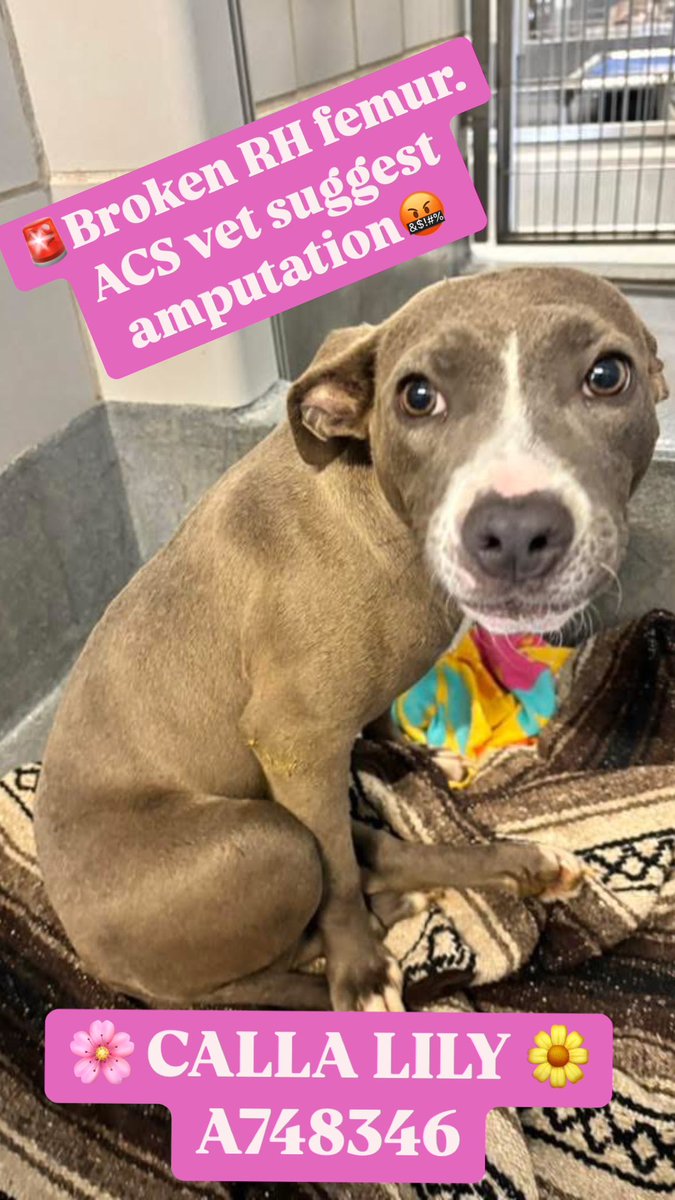 URGENT: 6-Month-Old AmStaff Dog Faces Euthanasia Tomorrow!